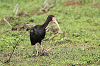 img_3785_ibis_a_face_nue_phimosus_infuscatus_infuscatus_22_10_16_mini.png