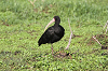 img_3786_ibis_a_face_nue_phimosus_infuscatus_infuscatus_22_10_16_mini.png