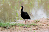 img_4771_ibis_a_face_nue_07_13_mini.png