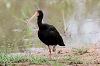 img_4772_ibis_a_face_nue_07_13_mini.png