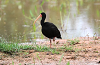 img_4774_ibis_a_face_nue_07_13_mini.png
