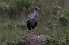 img_5102_ibis_plombe_07_13_mini.png