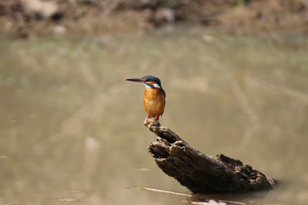 1z3a1353 martin-pecheur d europe alcedo atthis taprobana 30 01 2020