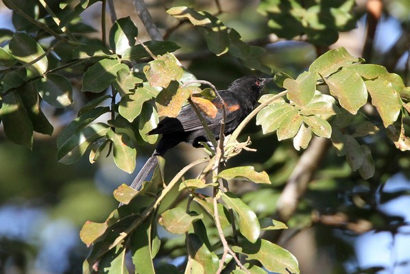 img 8580 oriole a epaulettes 07 13