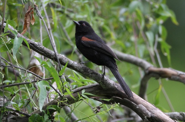 img 8812 oriole a epaulettes 29 09 16