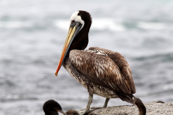 1z4a3679 pelican thage 18 01 2018