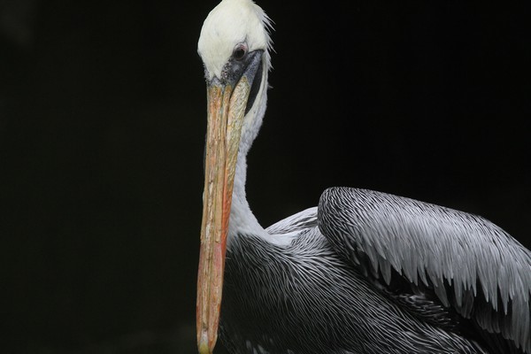 img 4432 pelican thage pelecanus thagus 08 14