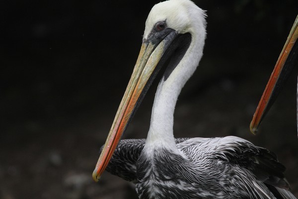 img 4434 pelican thage pelecanus thagus 08 14