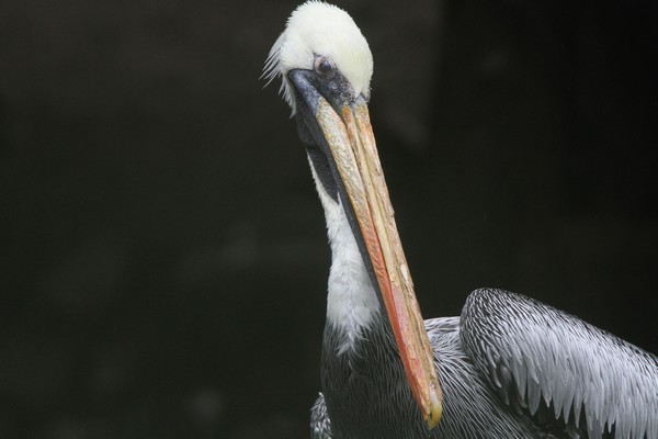 img 4435 pelican thage pelecanus thagus 08 14