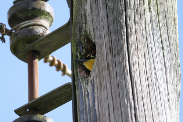 img 7698 pic a front jaune male 01 16