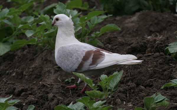 img 2081 pigeon domestique columba domesticus  06 05 07
