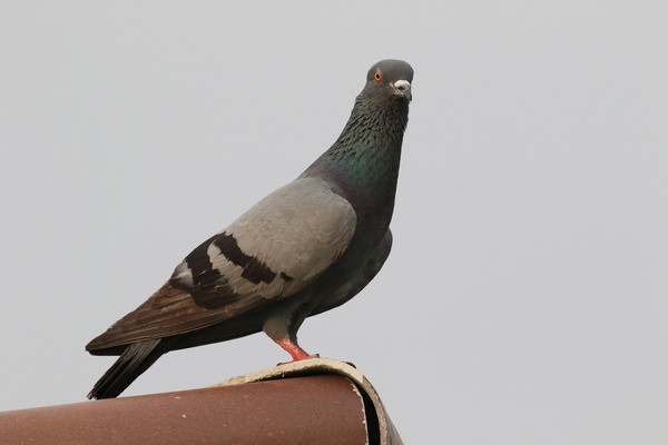 1z3a9082 pigeon biset columba livia intermedia 10 01 2020