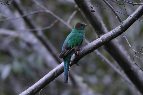 img 8327 quetzal resplendissant femelle pharomachrus mocinno 01 14