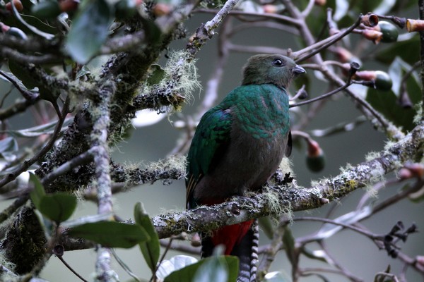 img 8359 quetzal resplendissant femelle pharomachrus mocinno 01 14