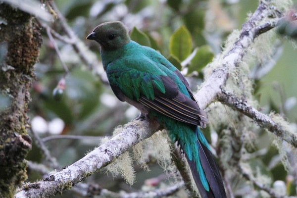 img 8364 quetzal resplendissant femelle pharomachrus mocinno 01 14