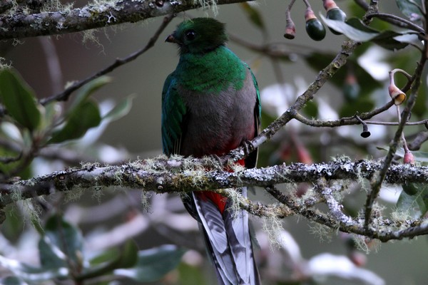 img 8373 quetzal resplendissant femelle pharomachrus mocinno 01 14