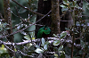 img_8317_quetzal_resplendissant_male_pharomachrus_mocinno_01_14_mini.png