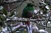 img_8371_quetzal_resplendissant_femelle_pharomachrus_mocinno_01_14_mini.png