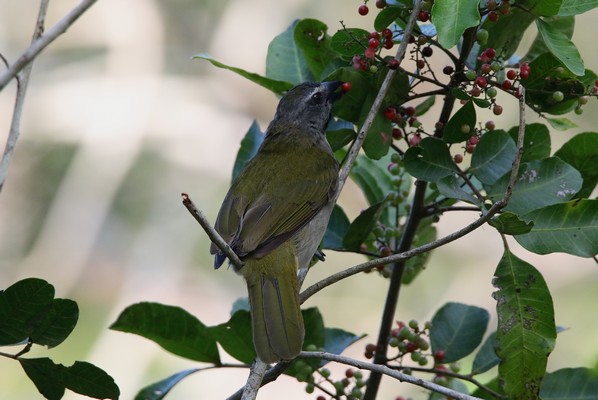 1z4a5641 saltator des grands bois 16 05 19