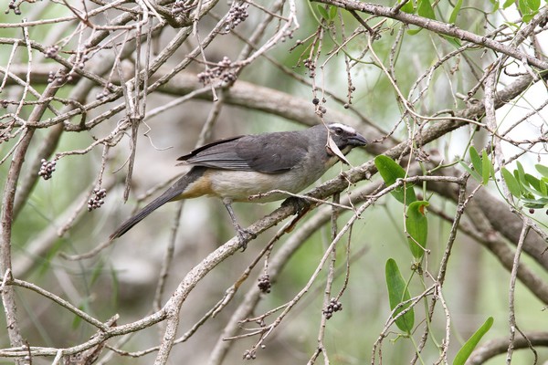 img 3143 saltator gris saltator coerulescens coerulescens 21 10 16