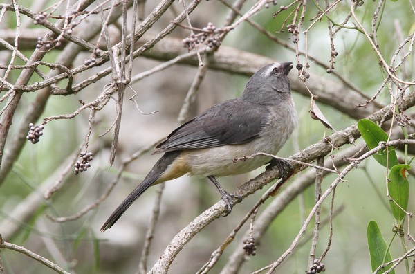 img 3147 saltator gris saltator coerulescens coerulescens 21 10 16