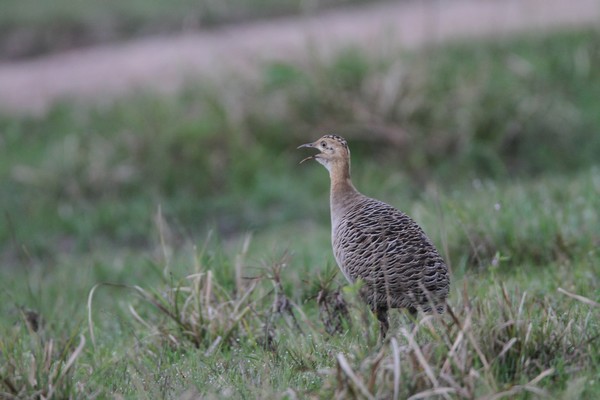 img 7732 tinamou isabelle 24 09 16