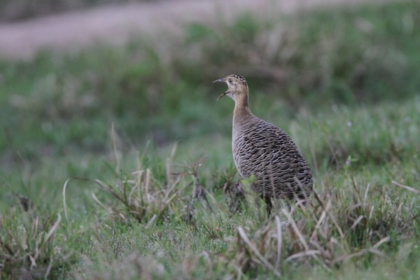 img 7733 tinamou isabelle 24 09 16