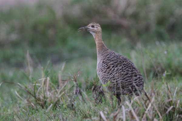 img 7734 tinamou isabelle 24 09 16