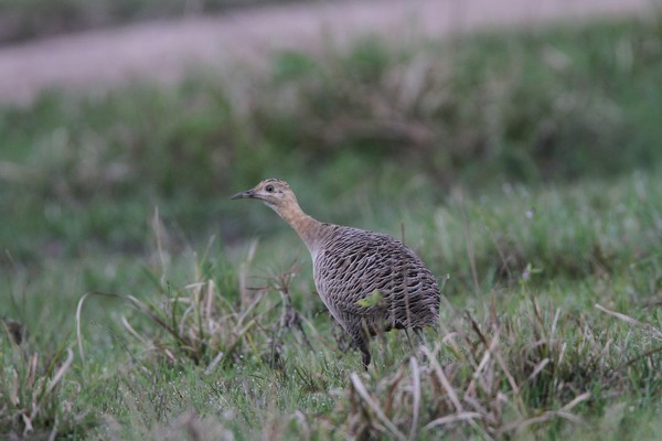 img 7735 tinamou isabelle 24 09 16