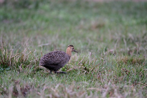 img 7836 tinamou isabelle 09 16