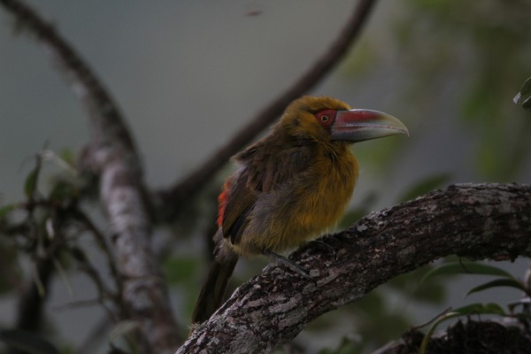 img 0494 toucan de baillon 01 16