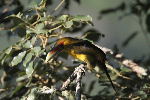 img 1323 toucan de baillon 01 16