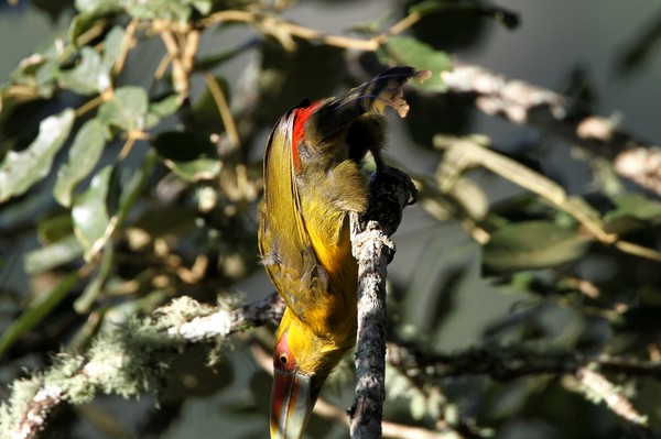 img 1325 toucan de baillon 01 16